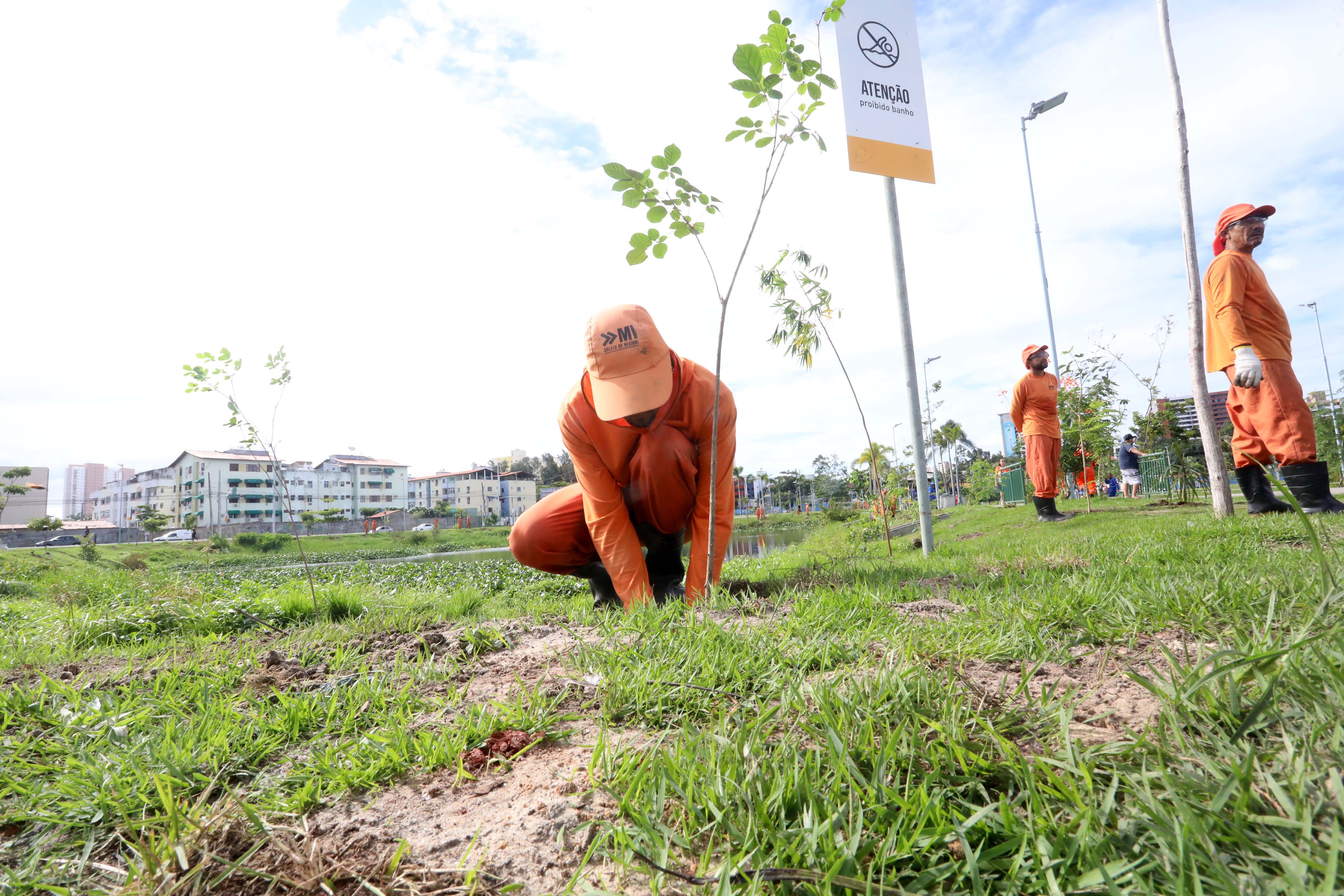 homem plantando muda